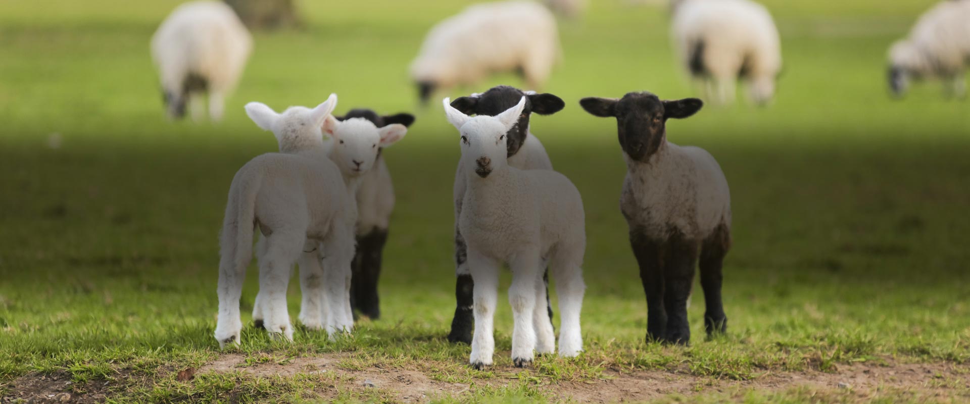 Ruminant Health & Welfare - Lambs in a field