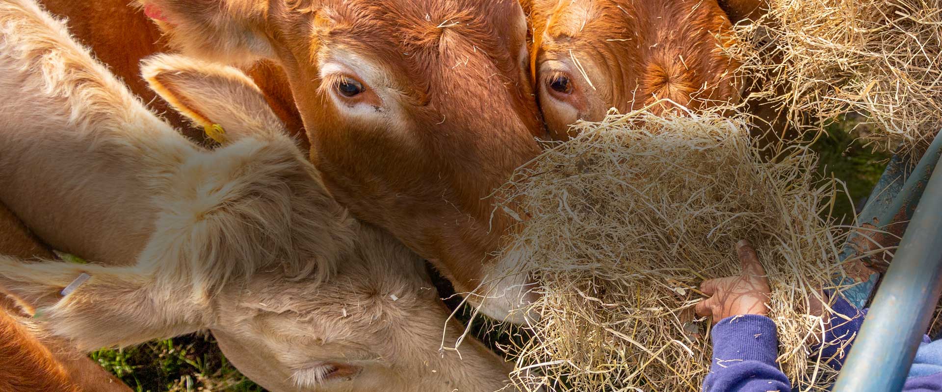 Ruminant Health & Welfare Limosin Cattle eating hay