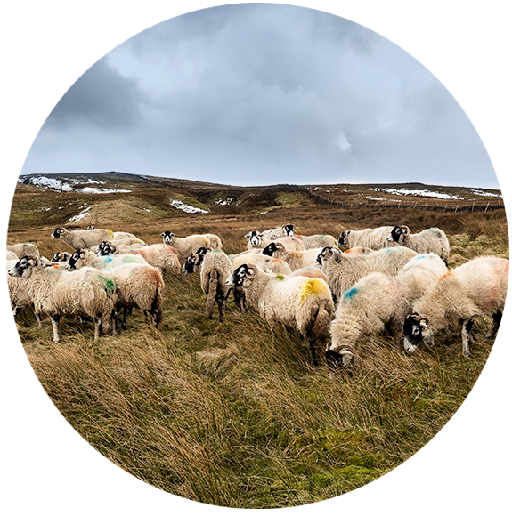 Sheep flock in Nidderdale, Yorkshire Dales