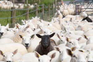 se existing data to drive flock performance, urges RH&W